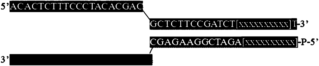 Sequencing method based on molecular tag and next-generation sequencing for reducing sequencing error, kit and application thereof