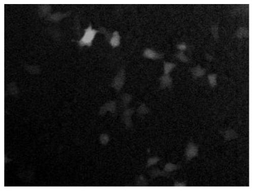 Fluorescent cell automatic counting method, device, equipment and medium