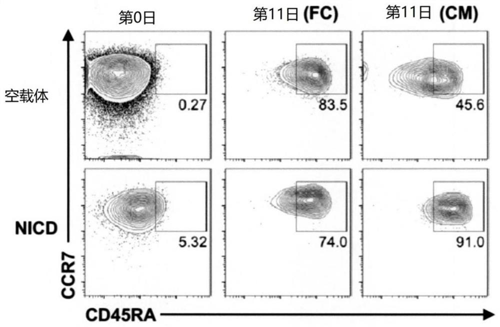 Preparation method of T cell with cell surface markers of CD45RA &lt; + &gt; and CCR7 &lt; + &gt;