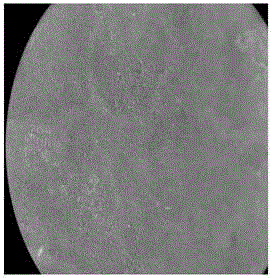 Preparation and application of nano copper hydroxide controlled release system