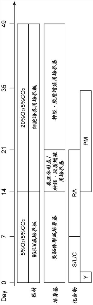 Method for producing cell aggregate comprising glial precursor cells