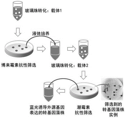 Chlamydomonas exogenous gene expression system based on blue light induction and application thereof