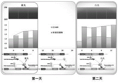 Chlamydomonas exogenous gene expression system based on blue light induction and application thereof