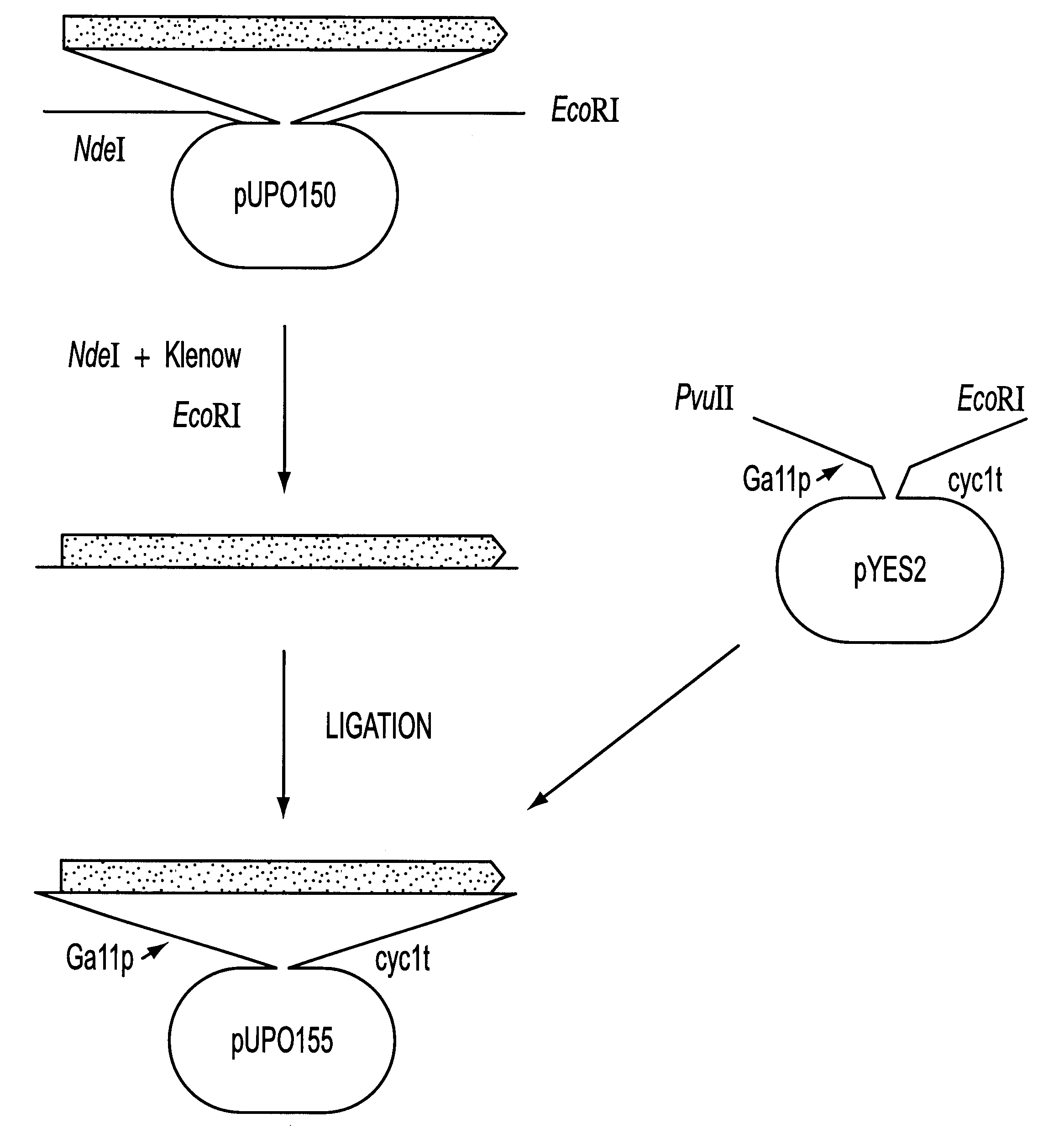 Recombinant hexose oxidase, a method of producing same and use of such enzyme