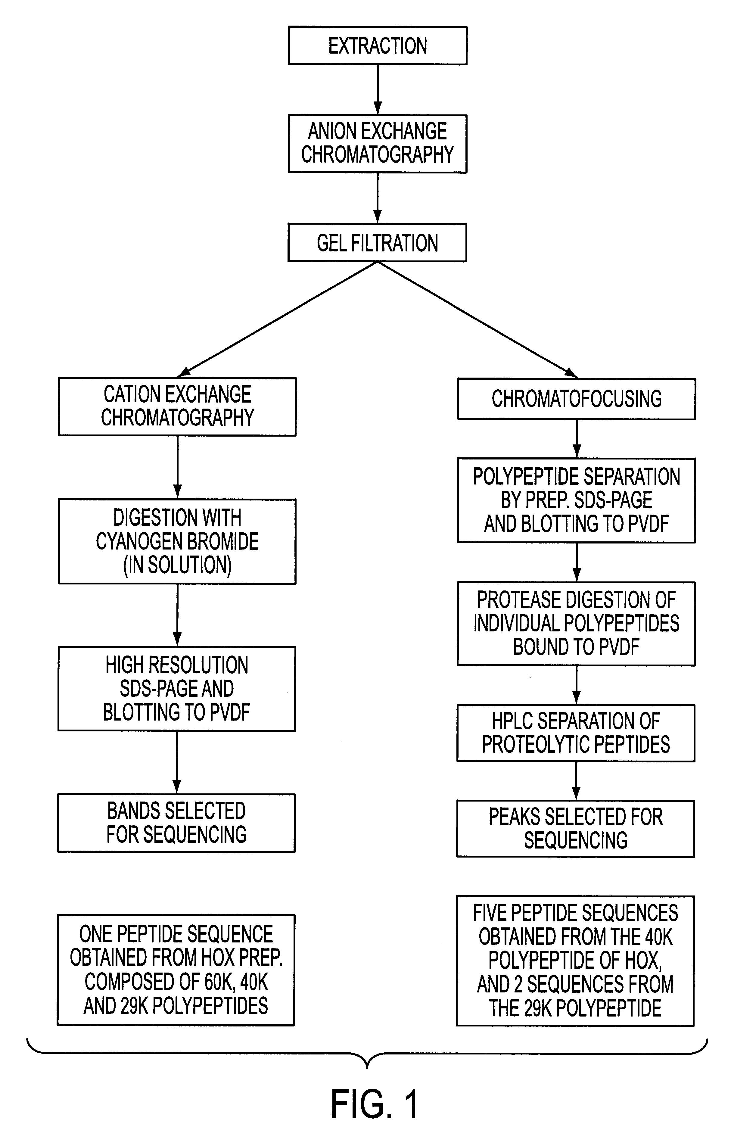 Recombinant hexose oxidase, a method of producing same and use of such enzyme