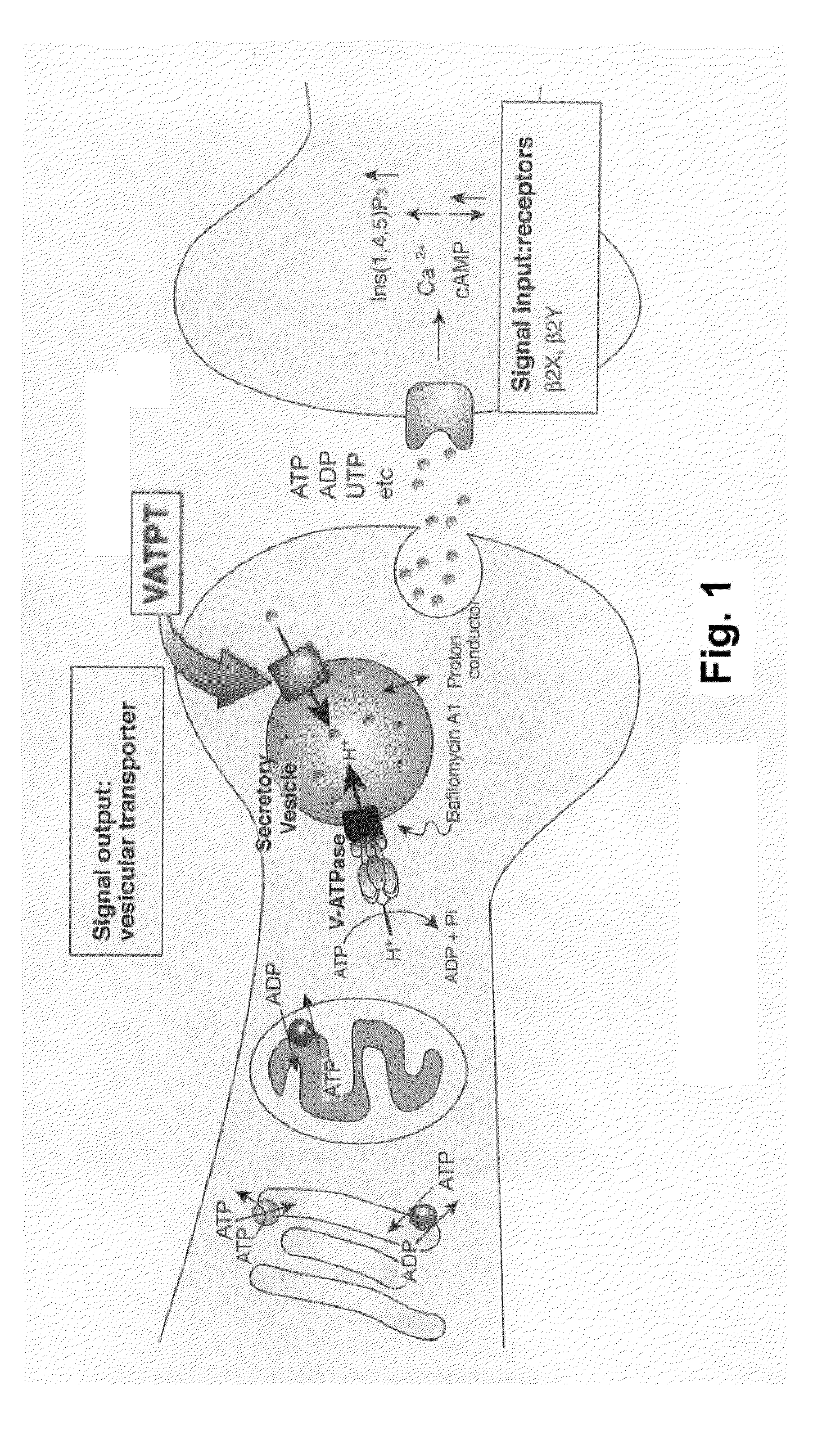 Novel slc17-type transporter protein in mammal and use thereof