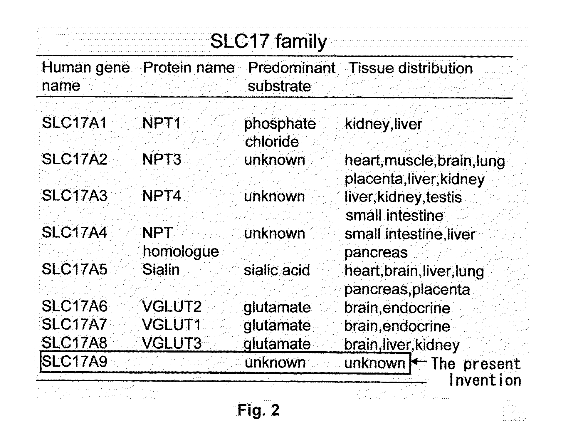 Novel slc17-type transporter protein in mammal and use thereof