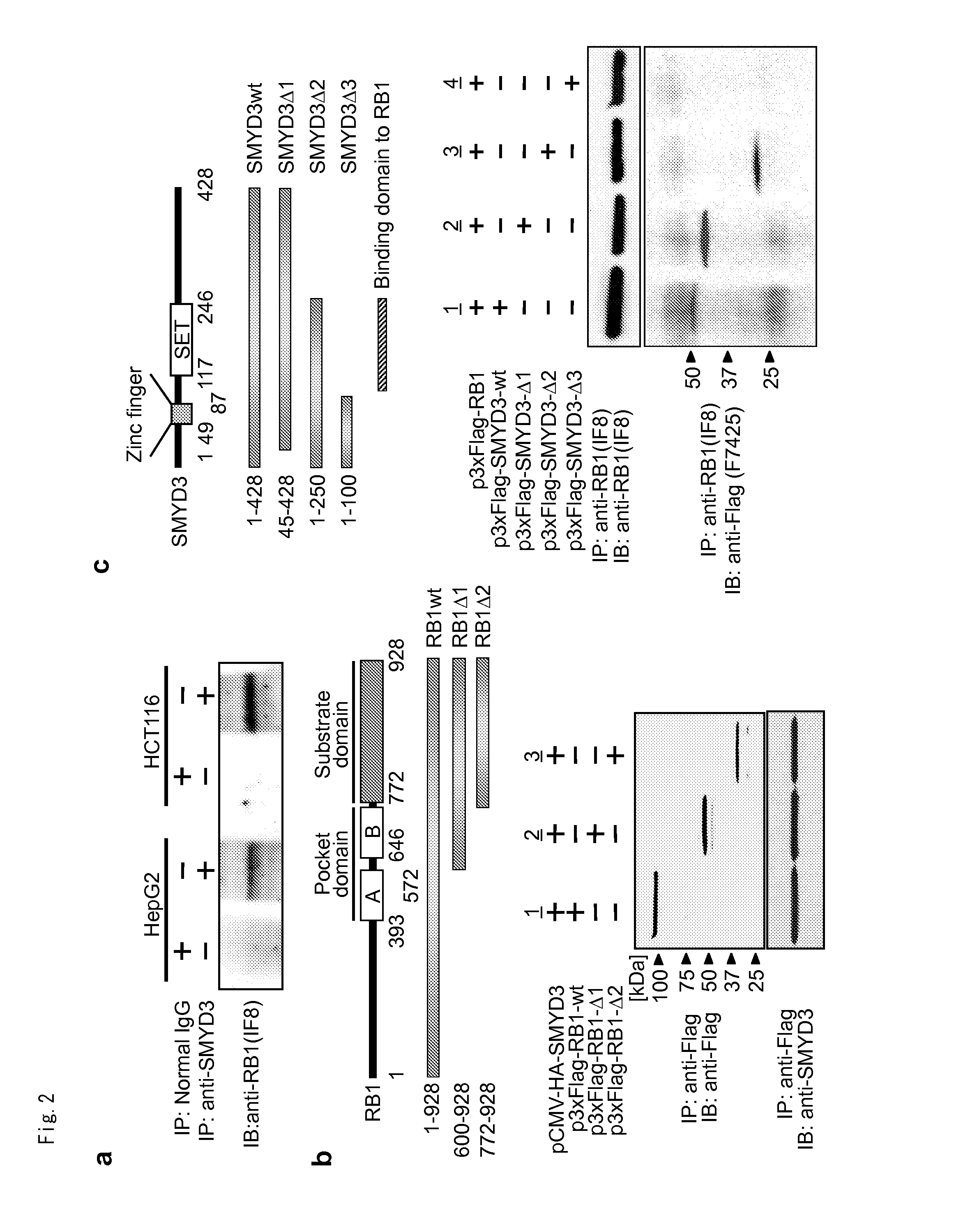 Methods of modulating smyd3 for treatment of cancer