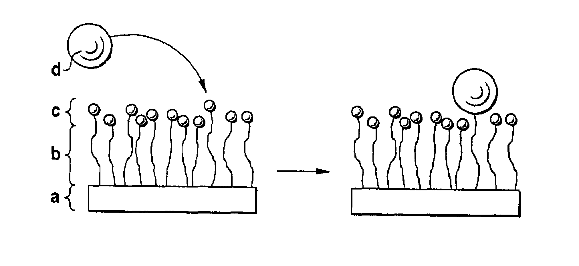 Biodegradable block copolymers with modifiable surface