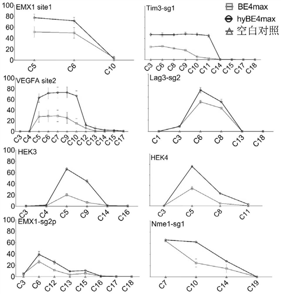 Fusion protein for improving gene editing efficiency and application thereof