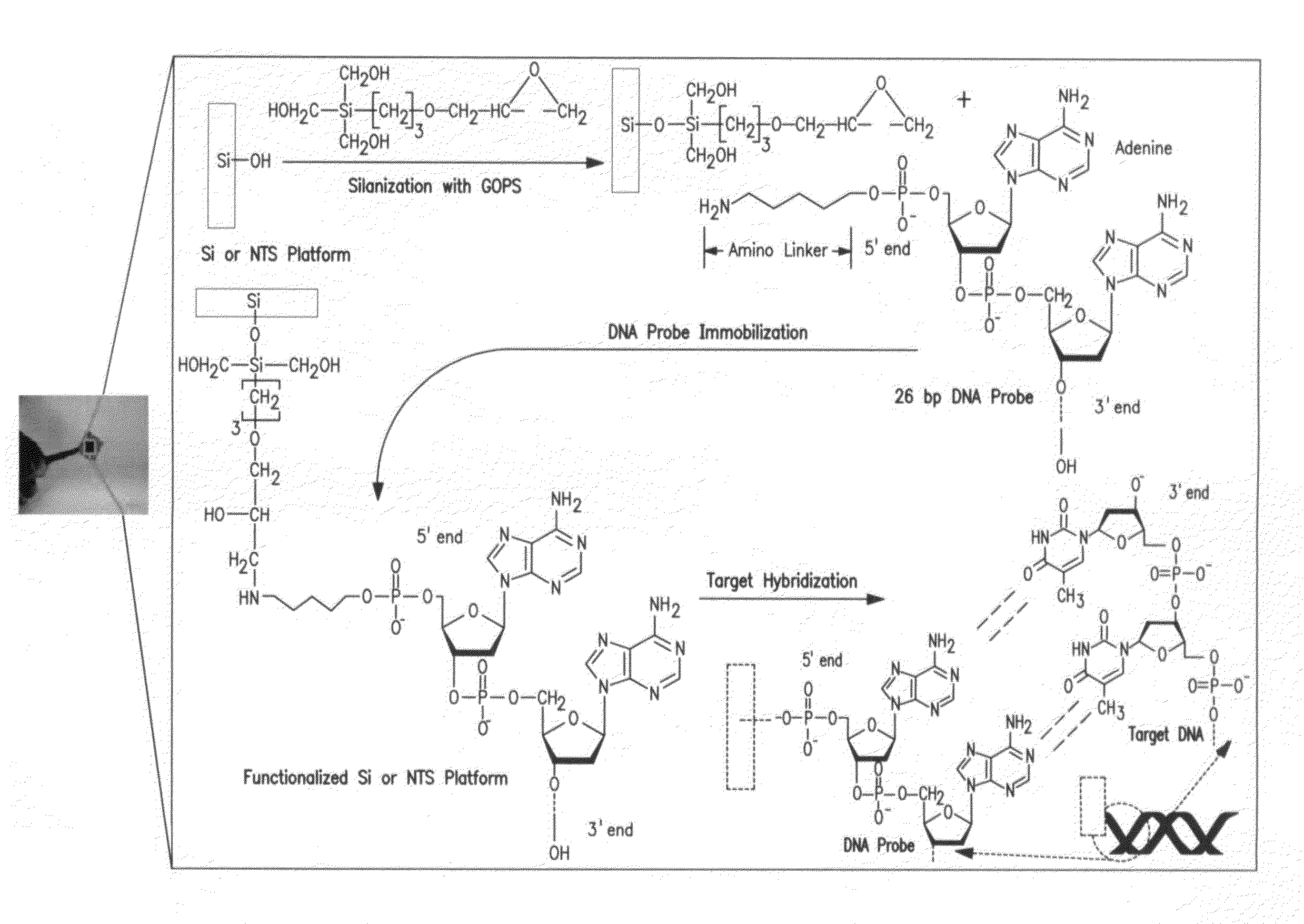 Nanoporous silicon-based electrochemical nucleic acid biosensor