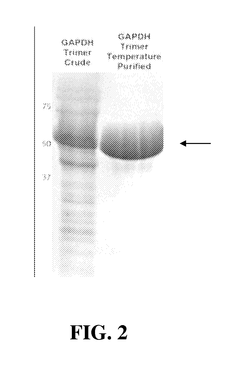 Improved production of Anti-peptide antibodies