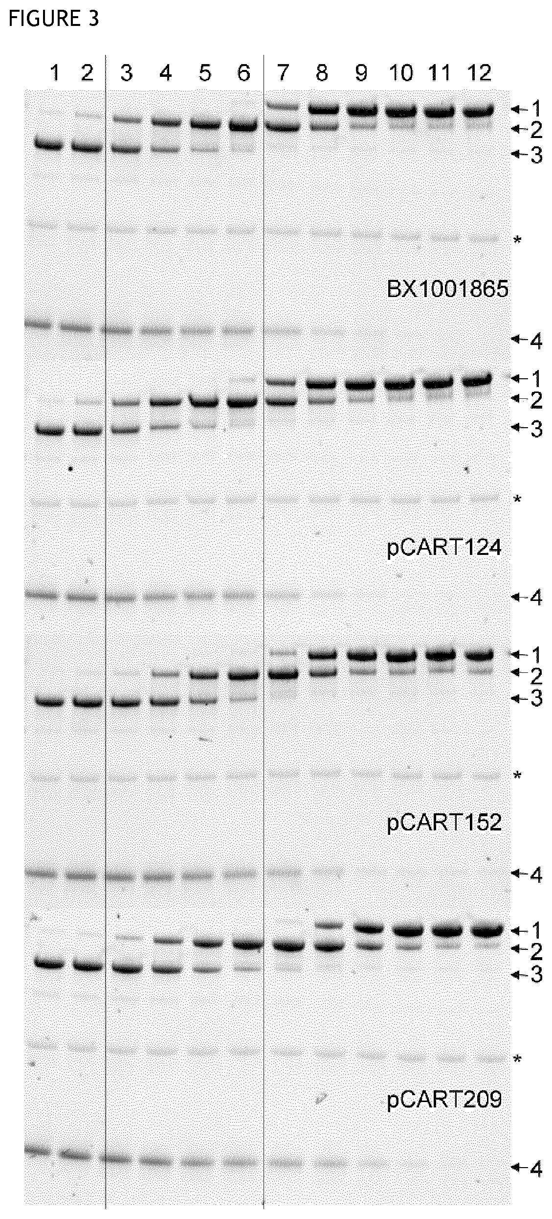 Cysteine protease