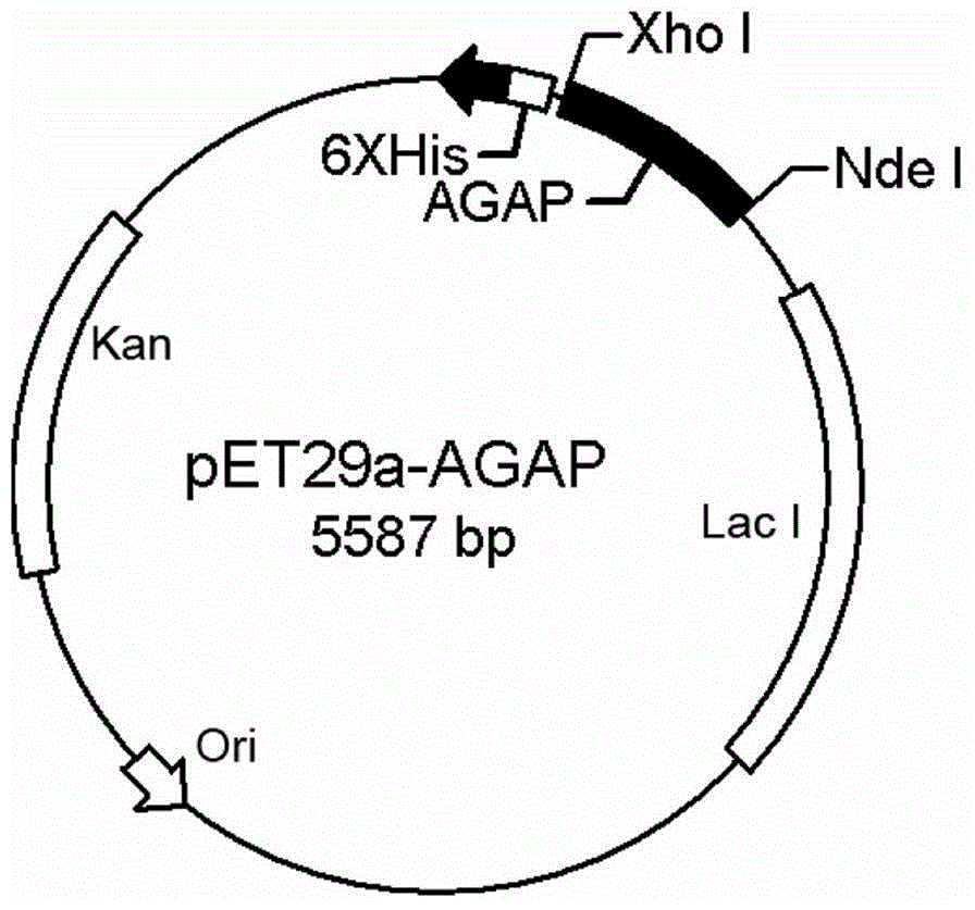 Purifying and renaturation method for scorpion toxin protein inclusion body and application