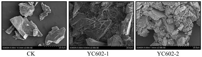 A strain of Bacillus alpinus capable of dissolving potassium and its application