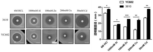 A strain of Bacillus alpinus capable of dissolving potassium and its application