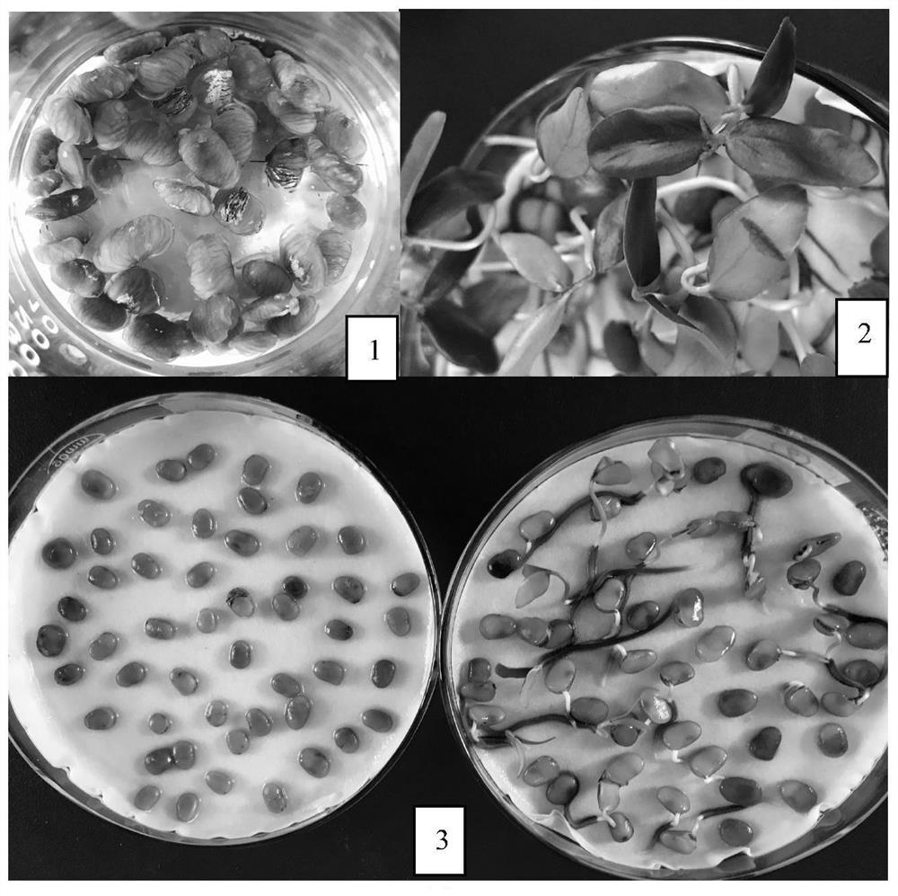 A method for improving the germination rate of Japanese wild sumac seeds and rapid germination