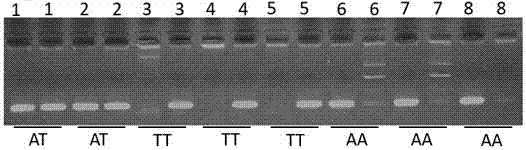 Application of skin color-associated SNP marker in genotyping of black-bone chickens