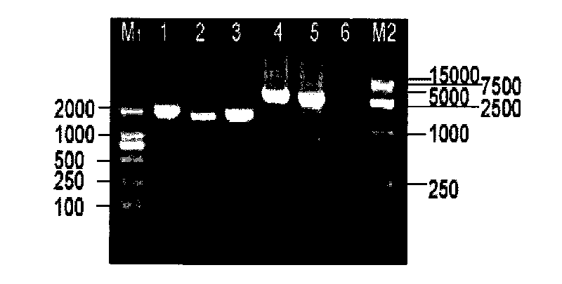 Recombined monascus purpureus with characteristics of low citrinin expression and high haematochrome expression