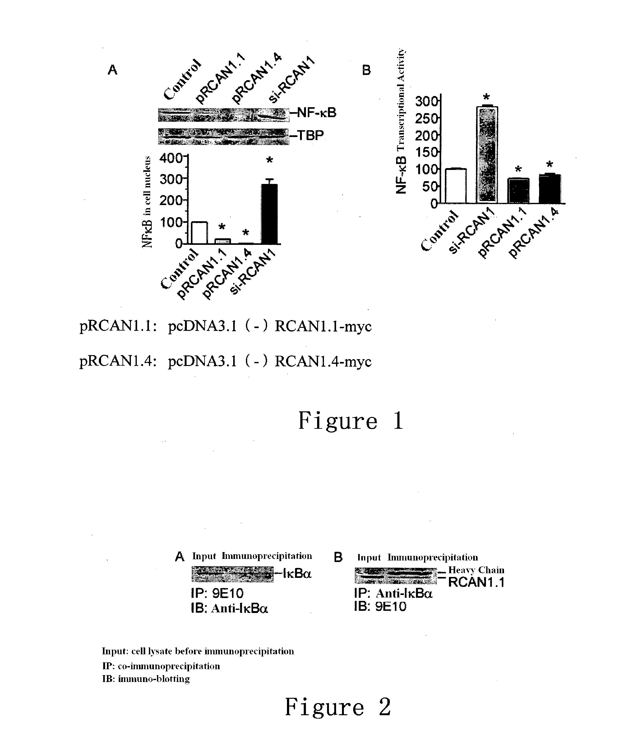 Use of regulator of calcineurin 1 for manufacturing medicament for treatment of diseases associated with increased nf-kb activity