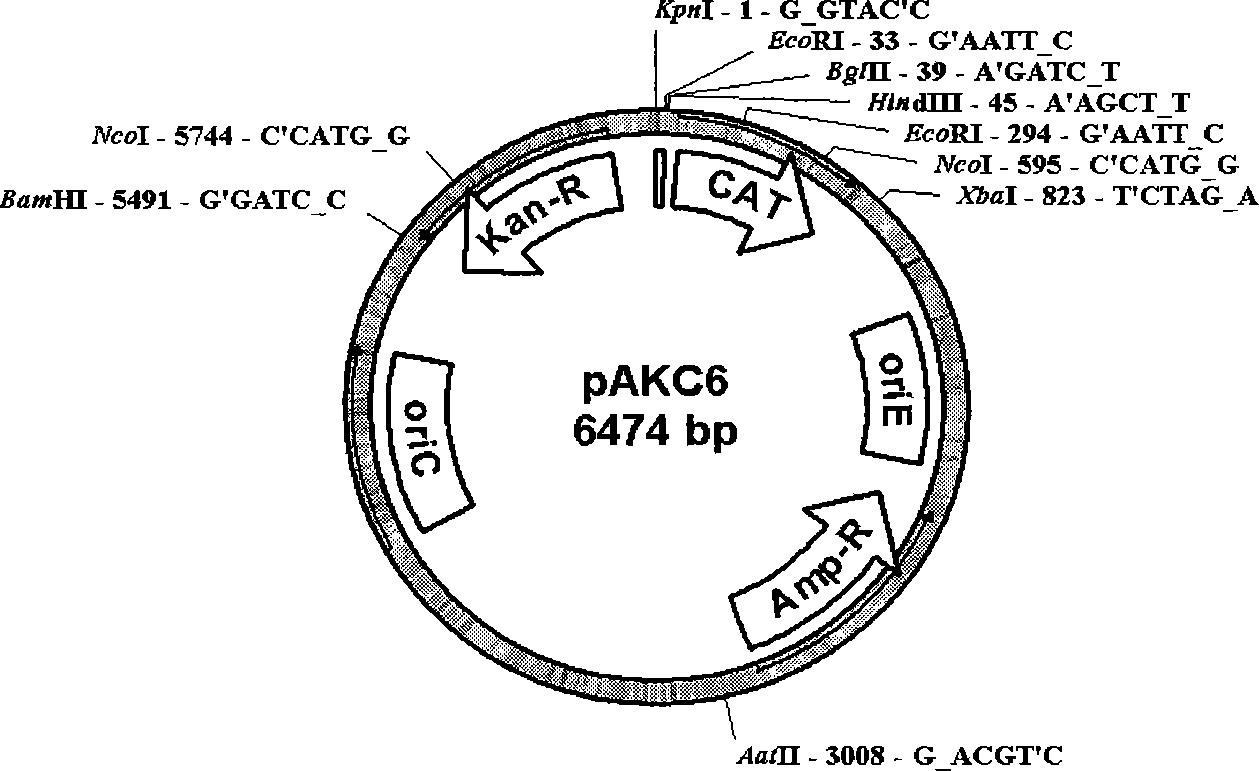 Shuttle plasmid and derivative plasmid thereof