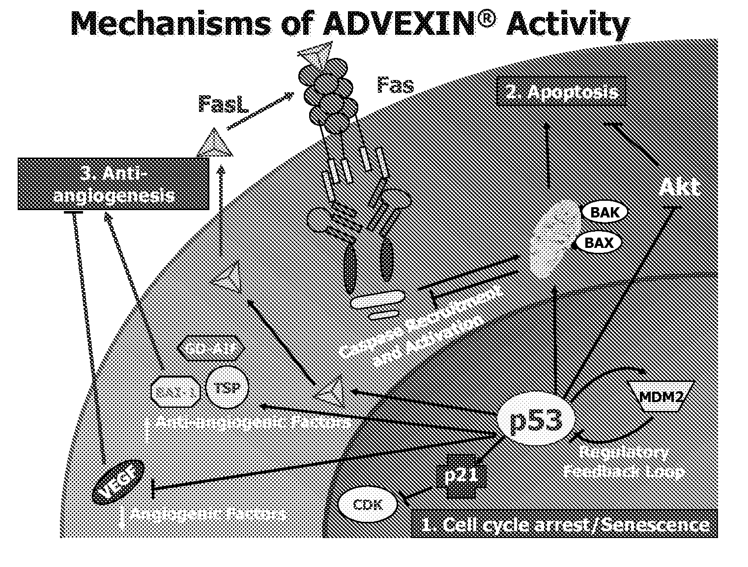 P53 biomarkers