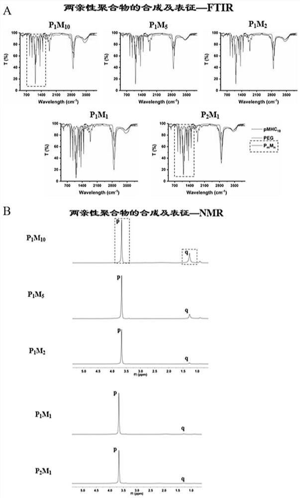 Protein drug solid preparation and preparation method thereof