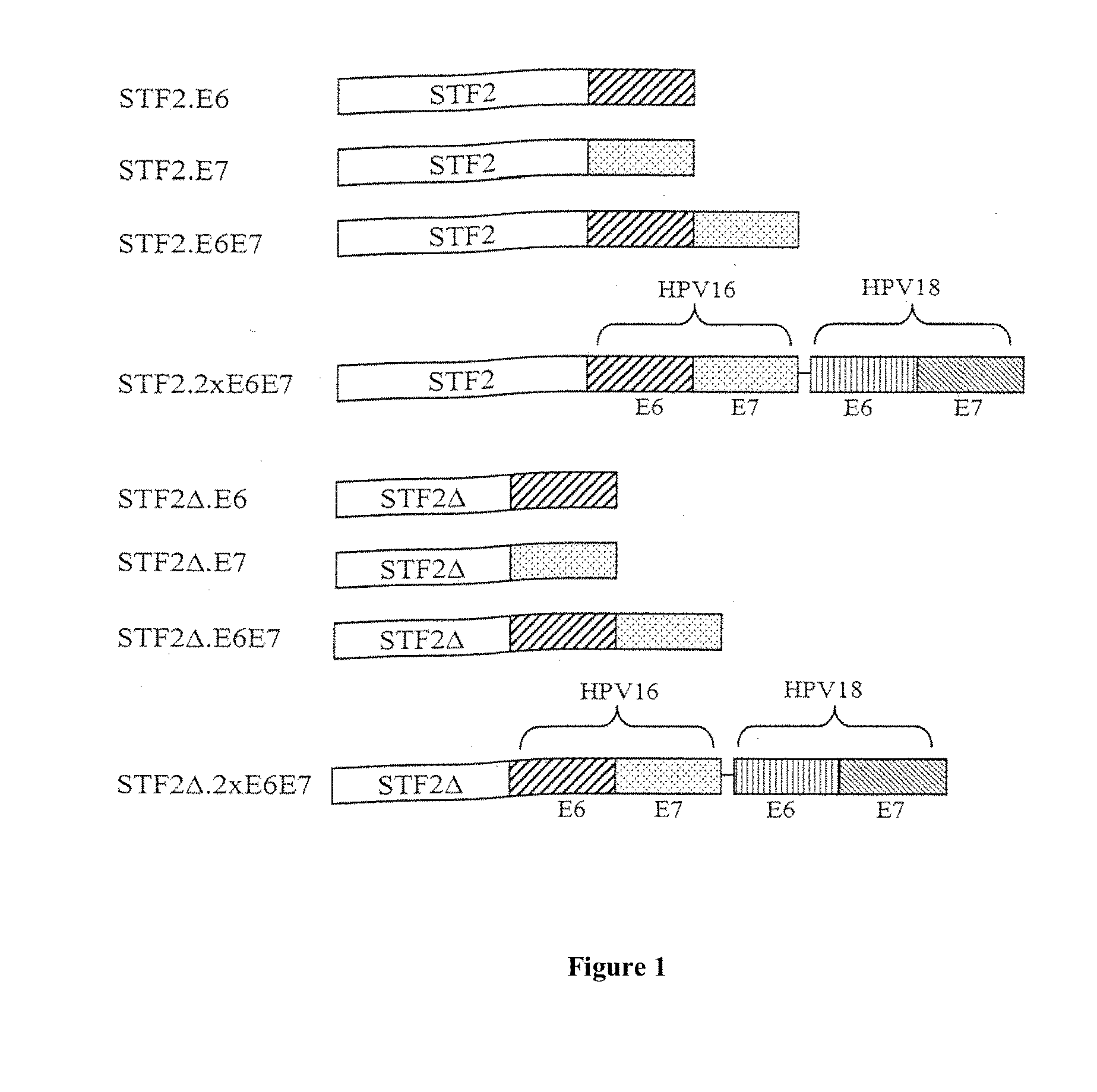 Compositions of flagellin and papillomavirus antigens