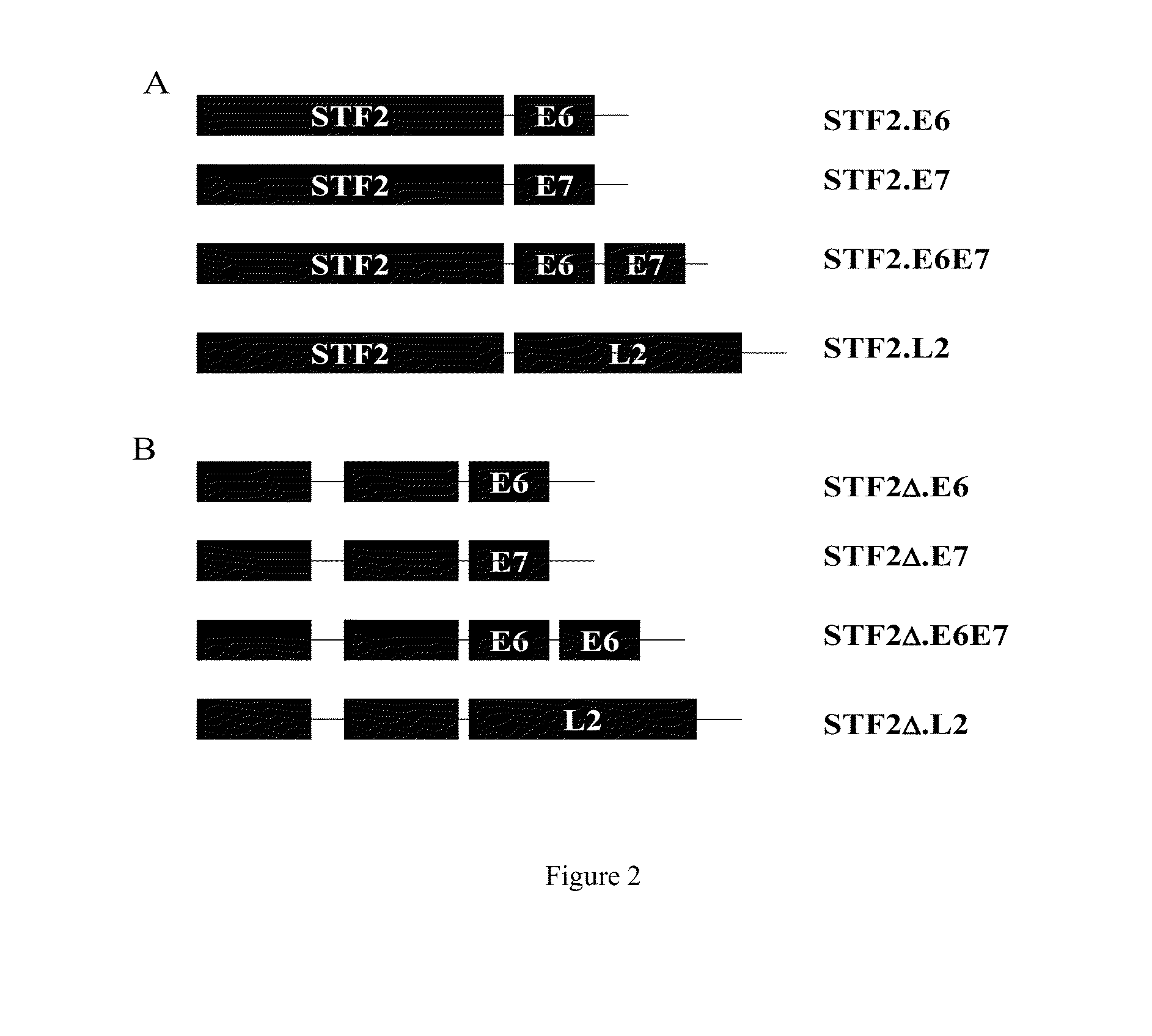 Compositions of flagellin and papillomavirus antigens