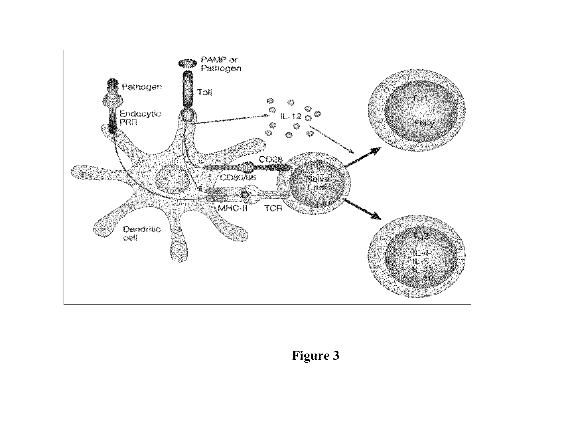 Compositions of flagellin and papillomavirus antigens