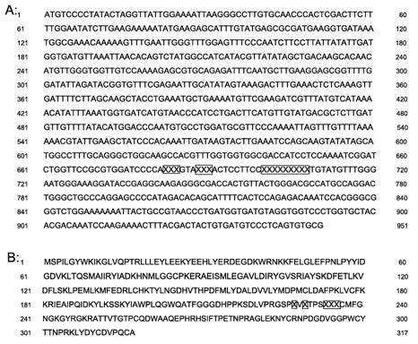 Mutant human plasminogen kringle5, preparation method and application thereof