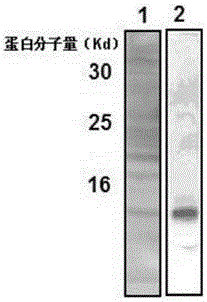 Method for detecting human leukocyte antigen HLA-G