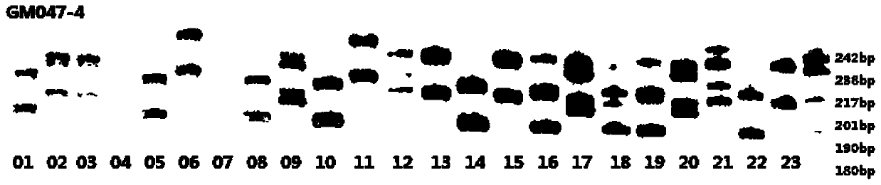 Tilapia mossambica and microsatellite identification primer and method for genetic diversity of tilapia mossambica