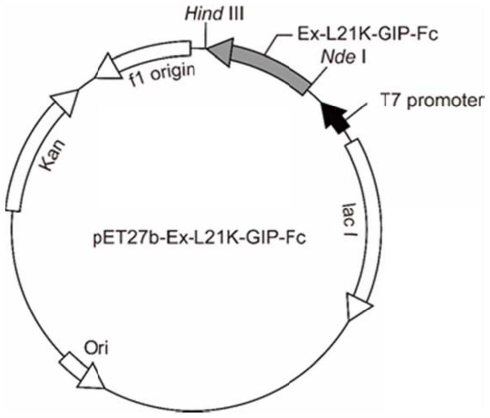 GLP-1R/GIPR dual-target agonist fusion protein as well as preparation method and application thereof