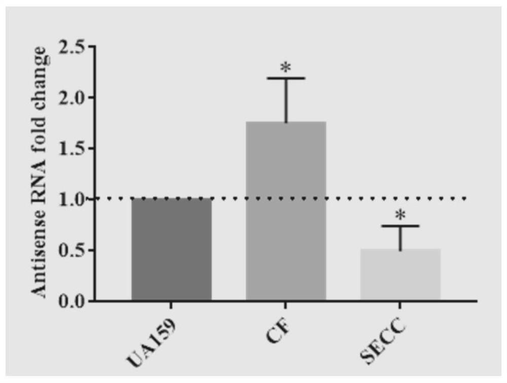 New application of non-coding RNA (Ribonucleic Acid) and streptococcus constructed by non-coding RNA