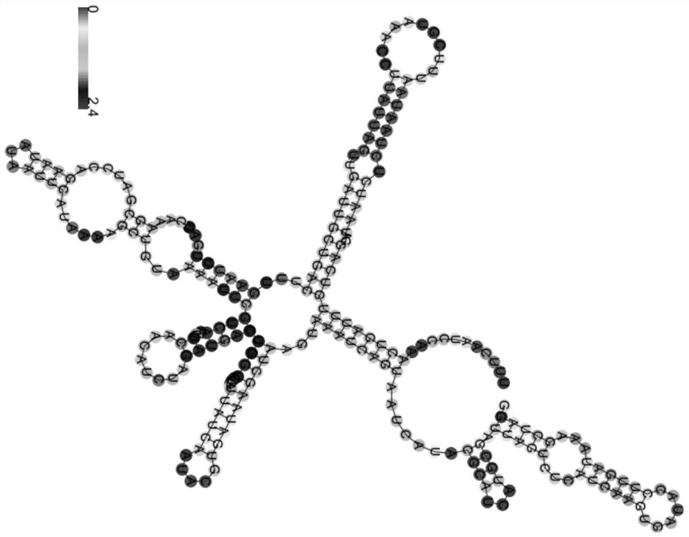 New application of non-coding RNA (Ribonucleic Acid) and streptococcus constructed by non-coding RNA