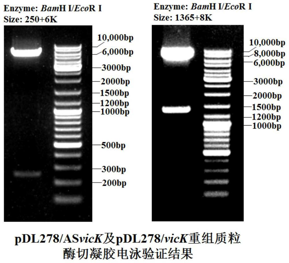 New application of non-coding RNA (Ribonucleic Acid) and streptococcus constructed by non-coding RNA