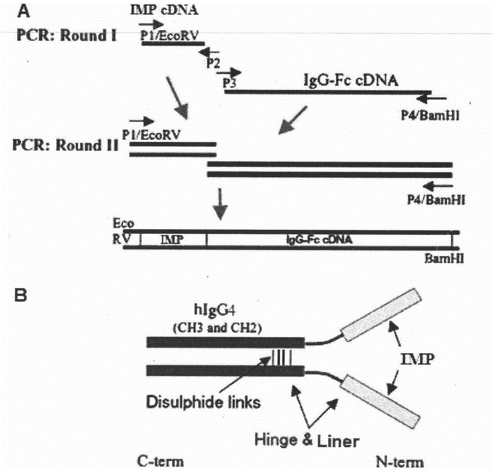 Insulin mimetic peptide fusion protein and mutants and applications thereof