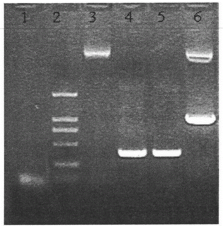 Insulin mimetic peptide fusion protein and mutants and applications thereof