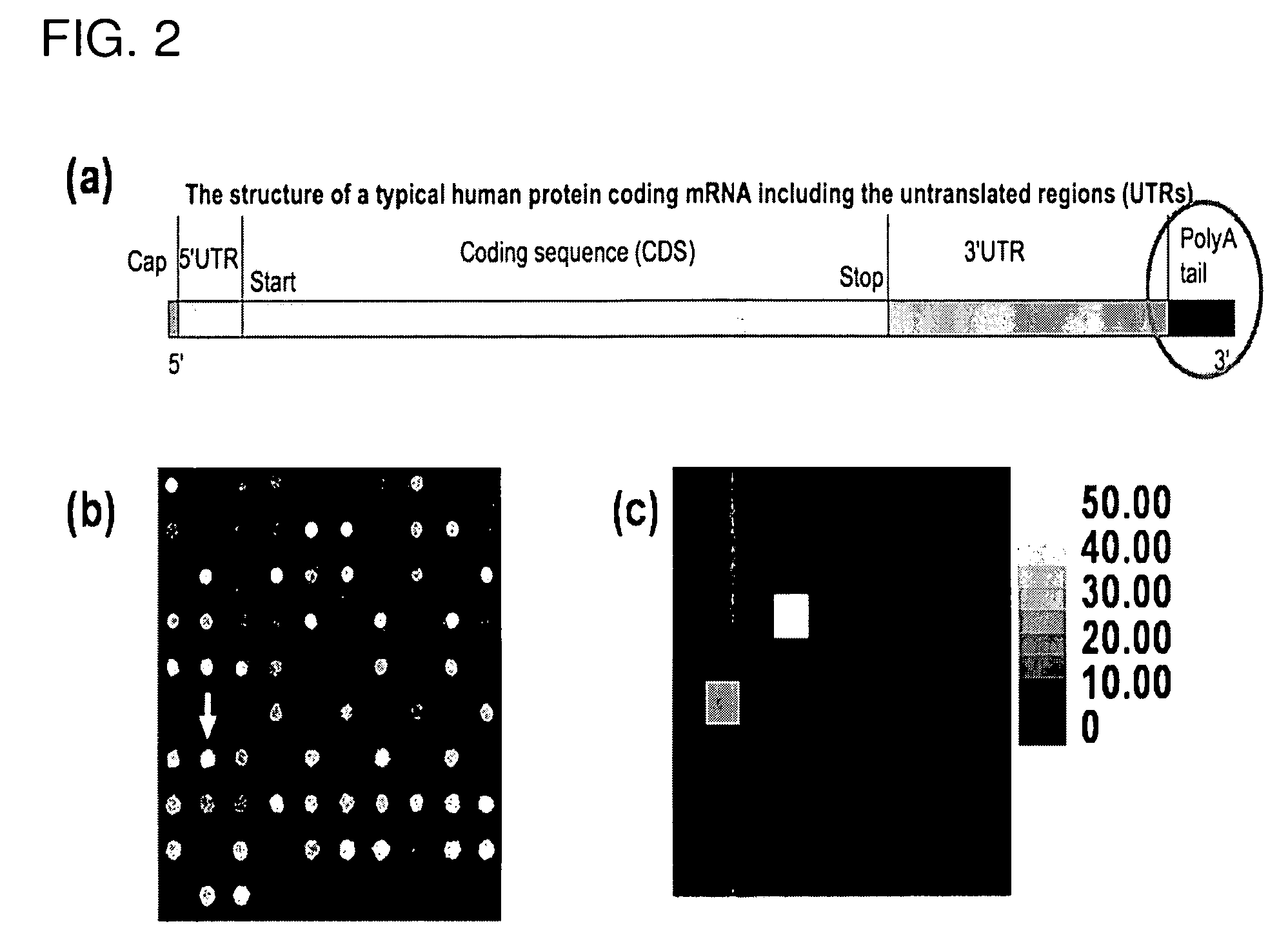 Atomic force microscope as an analyzing tool for biochip