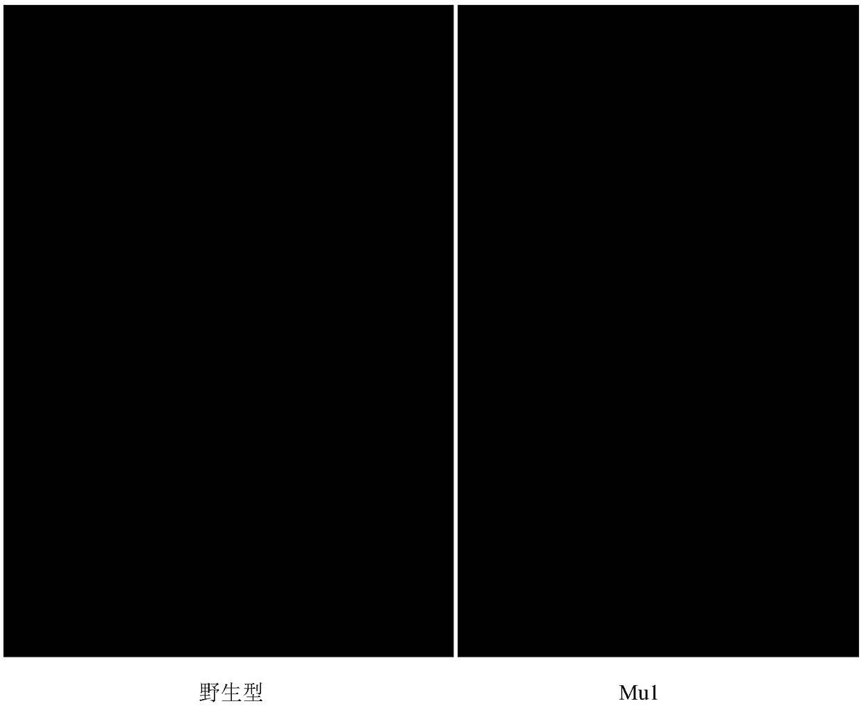 Gene fine mapping method adopting map-based cloning principle and based on plant genome sequencing and inter-subspecies hybrid segregation populations