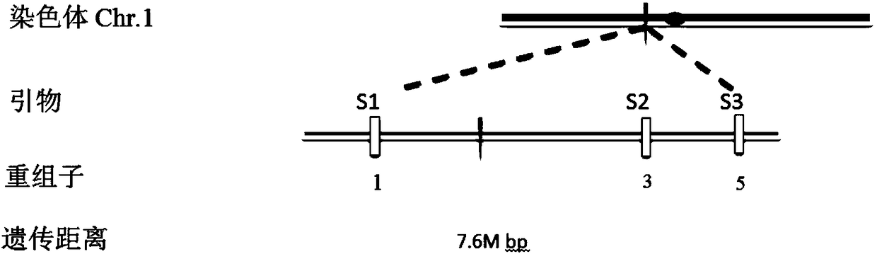 Gene fine mapping method adopting map-based cloning principle and based on plant genome sequencing and inter-subspecies hybrid segregation populations