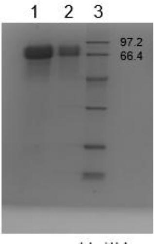 Purification method of natural thrombin regulatory protein