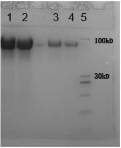 Purification method of natural thrombin regulatory protein