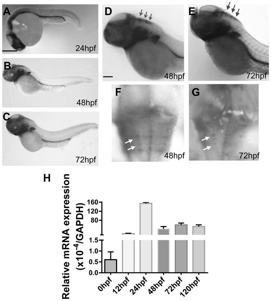 Drug targeting HMGA2 gene, and application