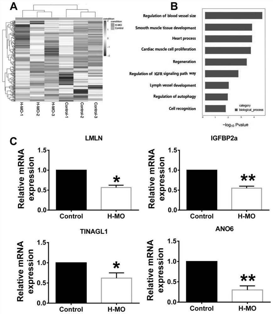 Drug targeting HMGA2 gene, and application