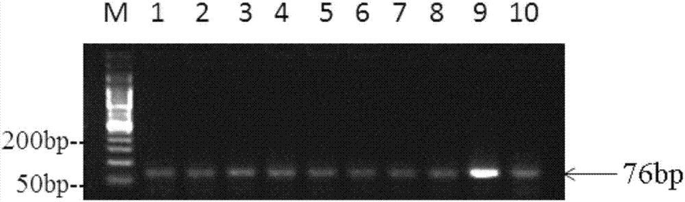 Methamphetamine aptamer, detection kit and application thereof