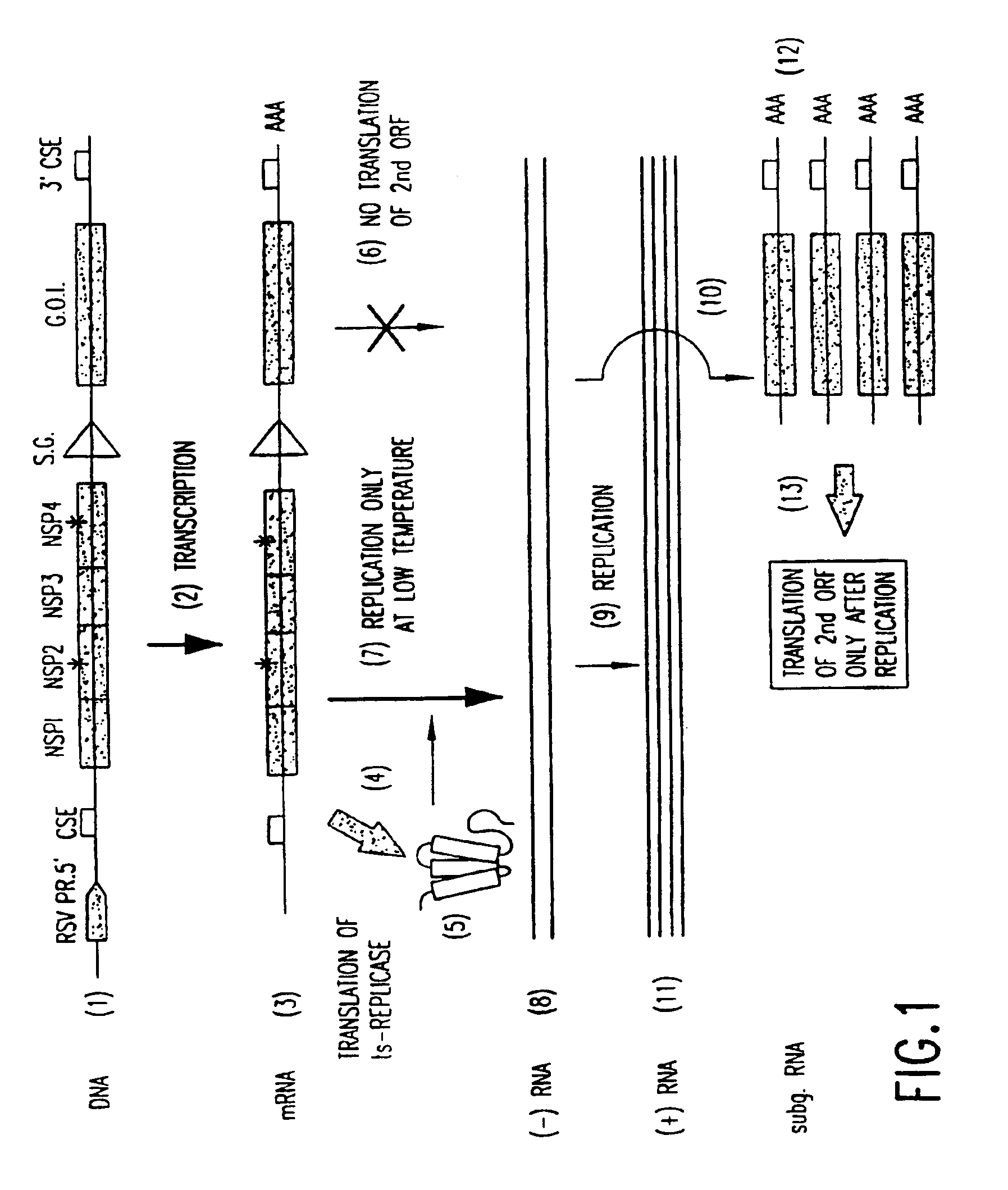 Inducible alphaviral gene expression system