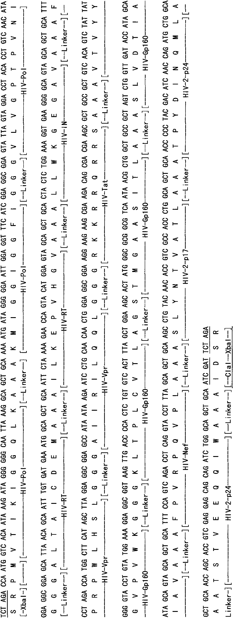 HIV composite multi-epitope DNA vaccine and application thereof