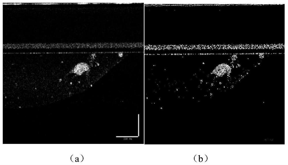 Method and device for detecting artificial tissues and organoids